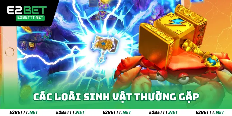 Các loài sinh vật thường gặp