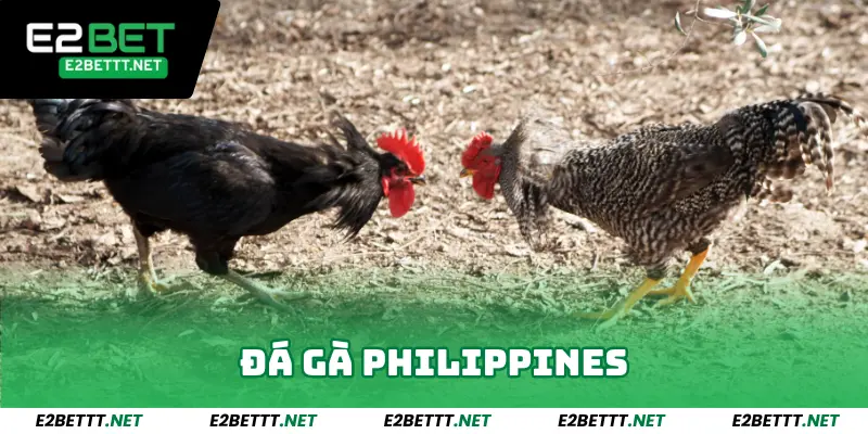 Đá Gà Philippines E2bet - Sảnh Chiến Kê Dễ Thắng Lớn 2025