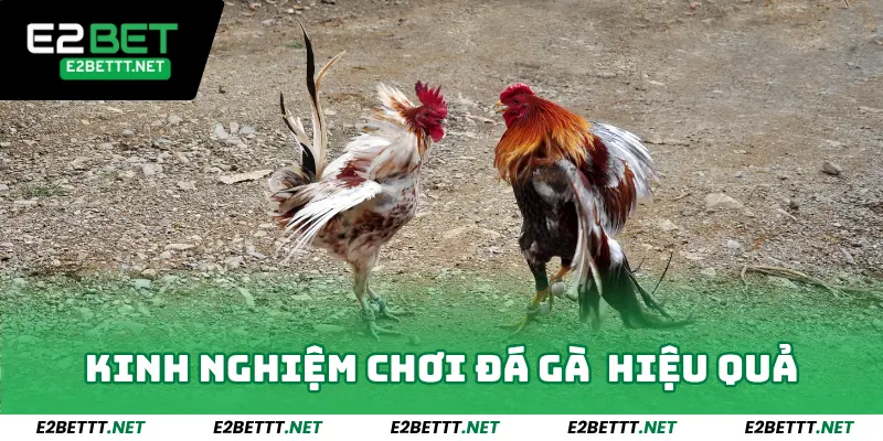 Kinh nghiệm chơi đá gà Thomo Campuchia hiệu quả