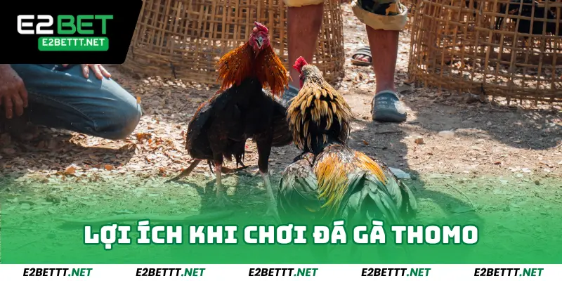 Lợi ích khi chơi đá gà Thomo Campuchia