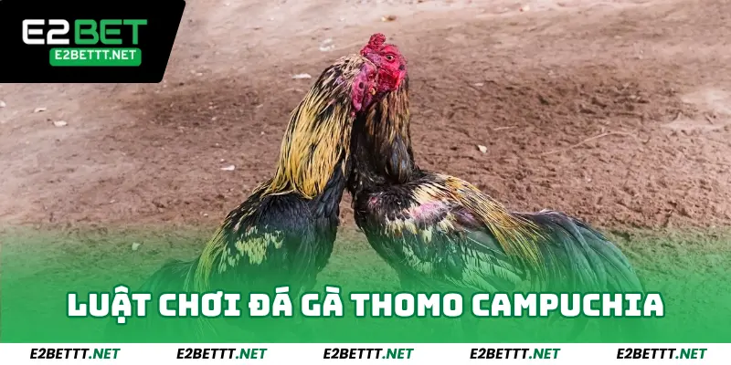 Luật chơi đá gà Thomo Campuchia