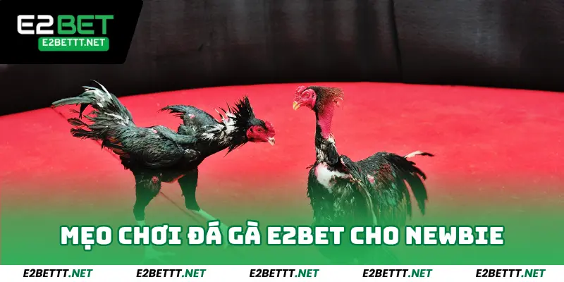 Mẹo chơi đá gà e2bet cho newbie