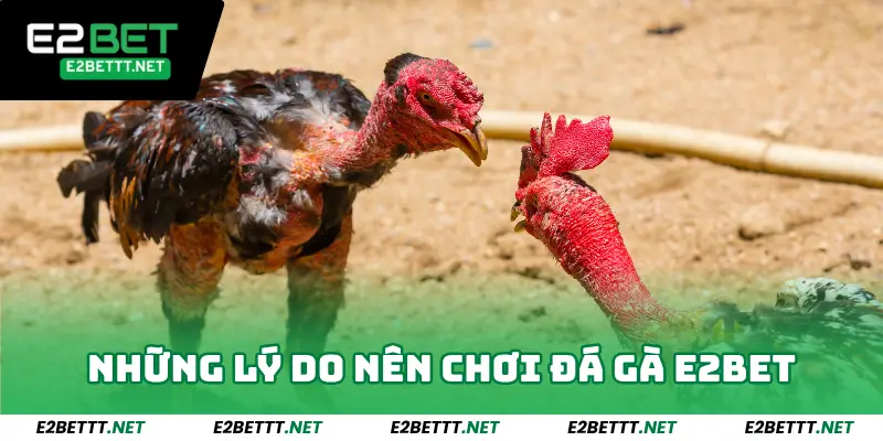 Những lý do nên chơi đá gà e2bet